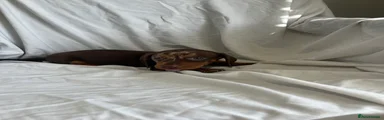 Dachshund 4