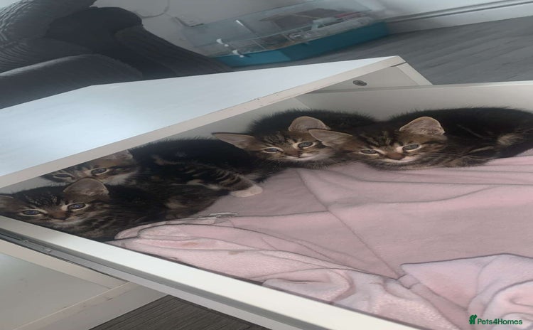Bengal cats - Advert 2
