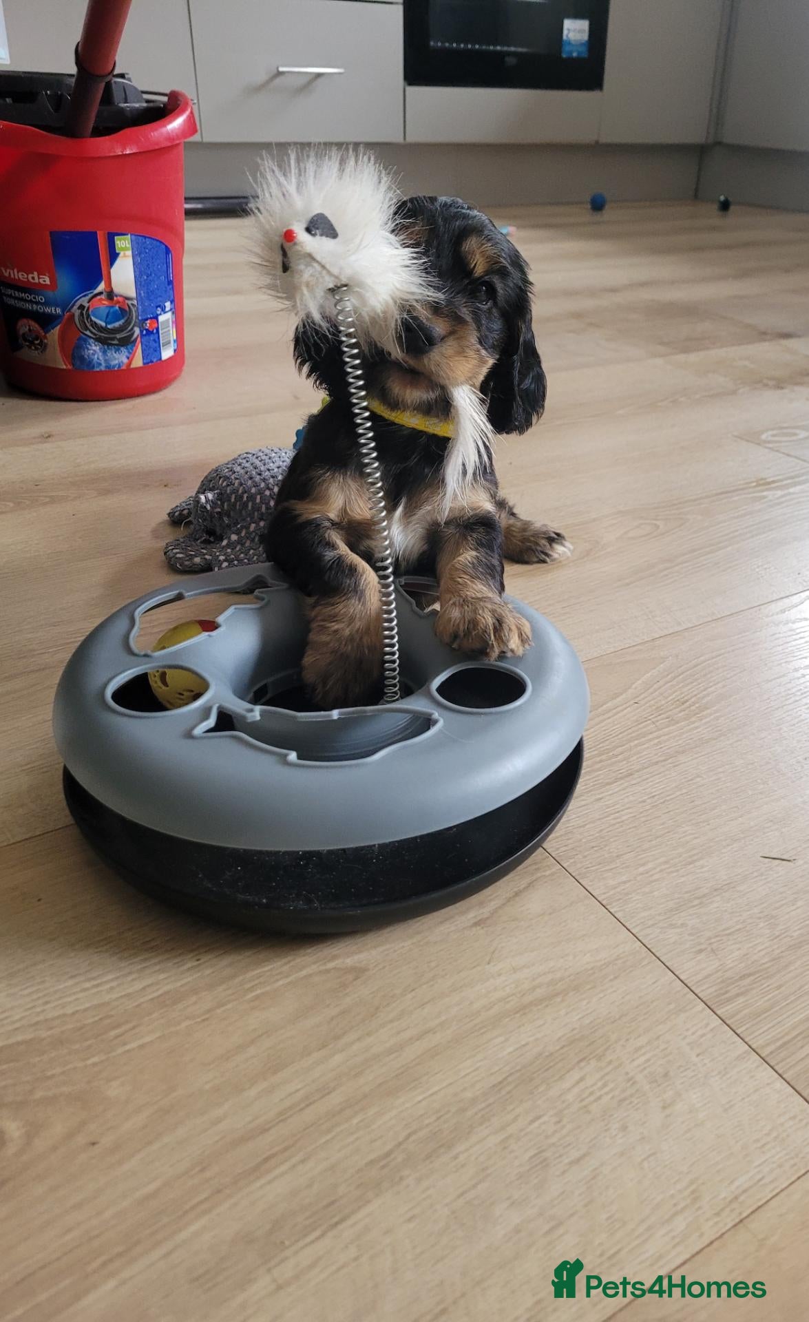 Cocker Spaniel dogs ​Gorgeous Cocker Spaniel Puppies Sna health tested - Advert 1