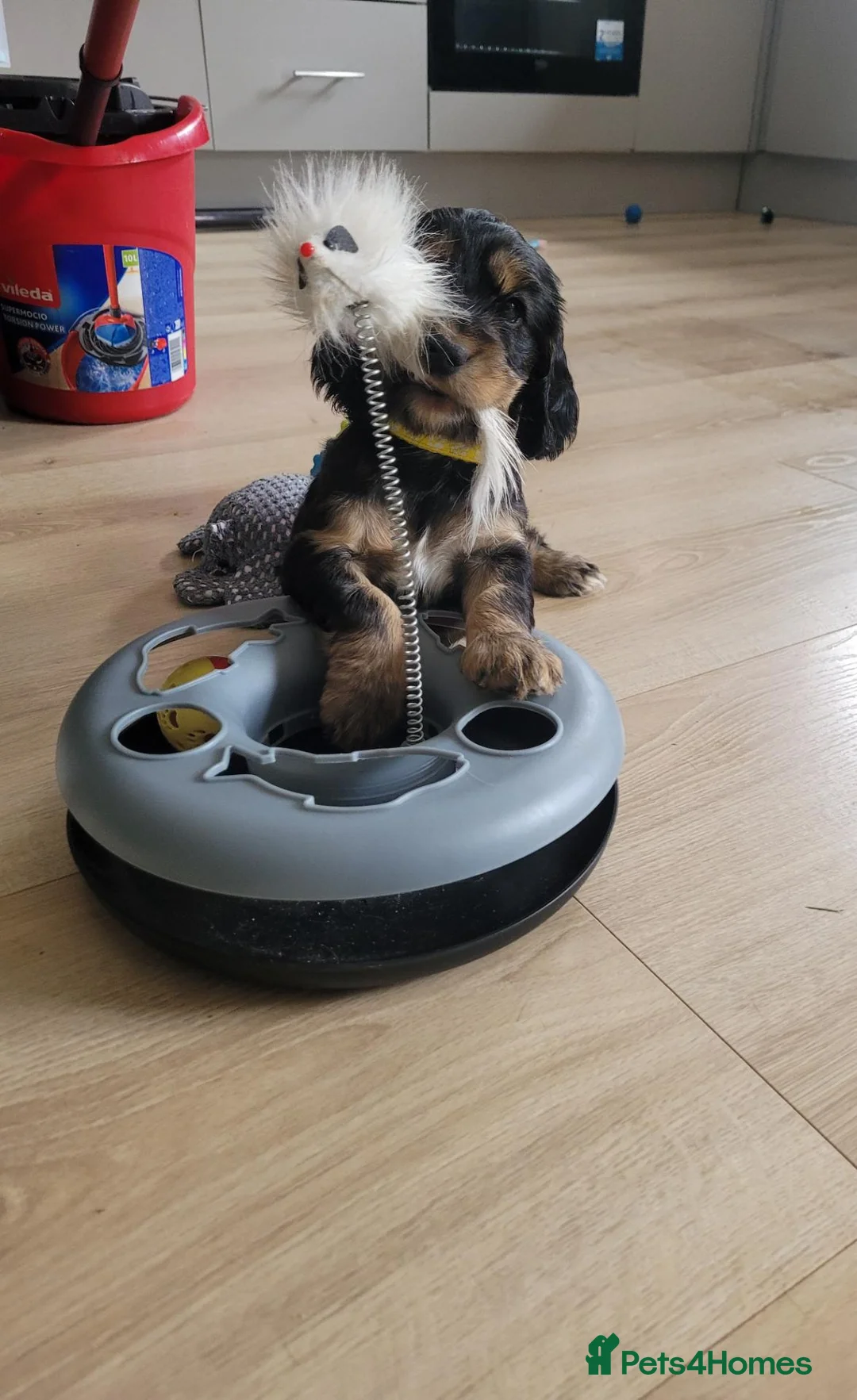 Cocker Spaniel dogs for sale: ​Gorgeous Cocker Spaniel Puppies Sna health tested - Advert 1