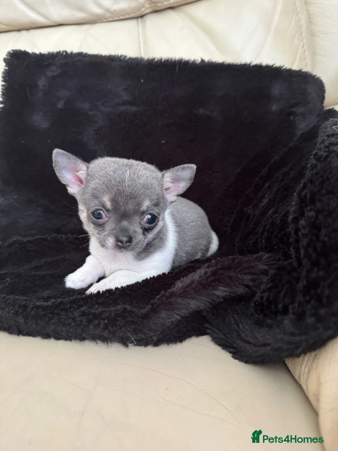 Chihuahua dogs for sale: Chihuahua female pup  - Advert 1