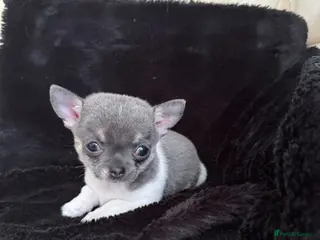 Chihuahua dogs Chihuahua female pup - Advert 3