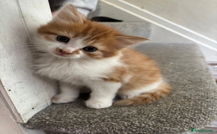 Domestic Shorthair cats - Advert 3