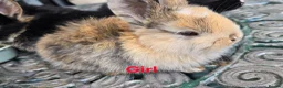 Lionhead rabbits for sale: Cutest Pure lionhead and lionhead French lop - Advert 3