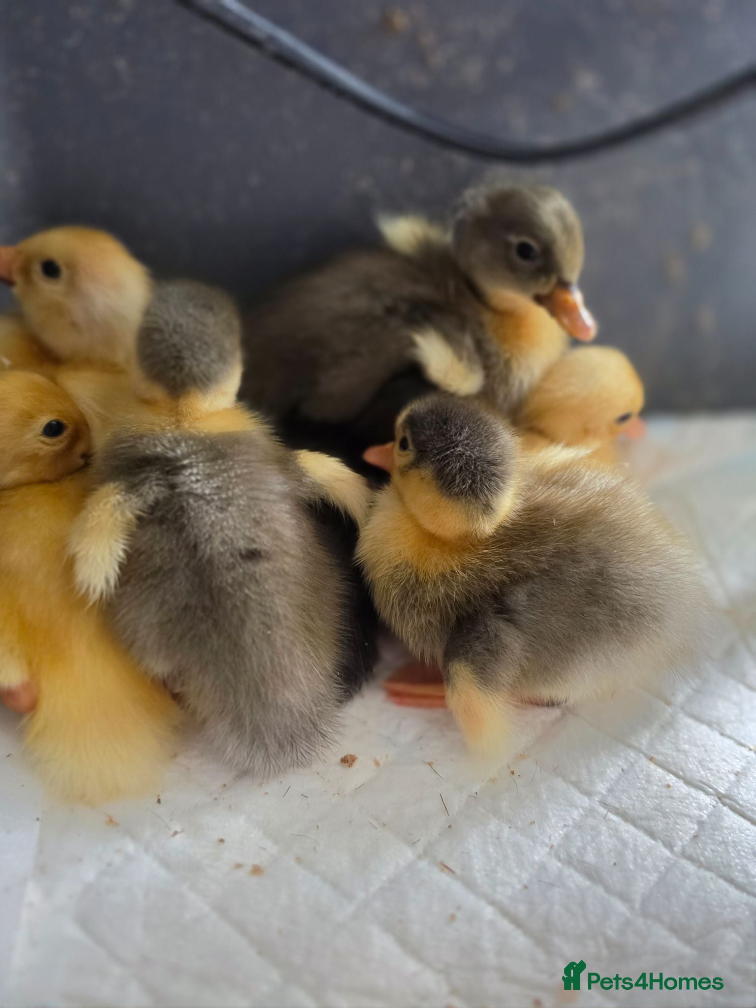 Ducks poultry Indian Runner ducklings - Advert 2