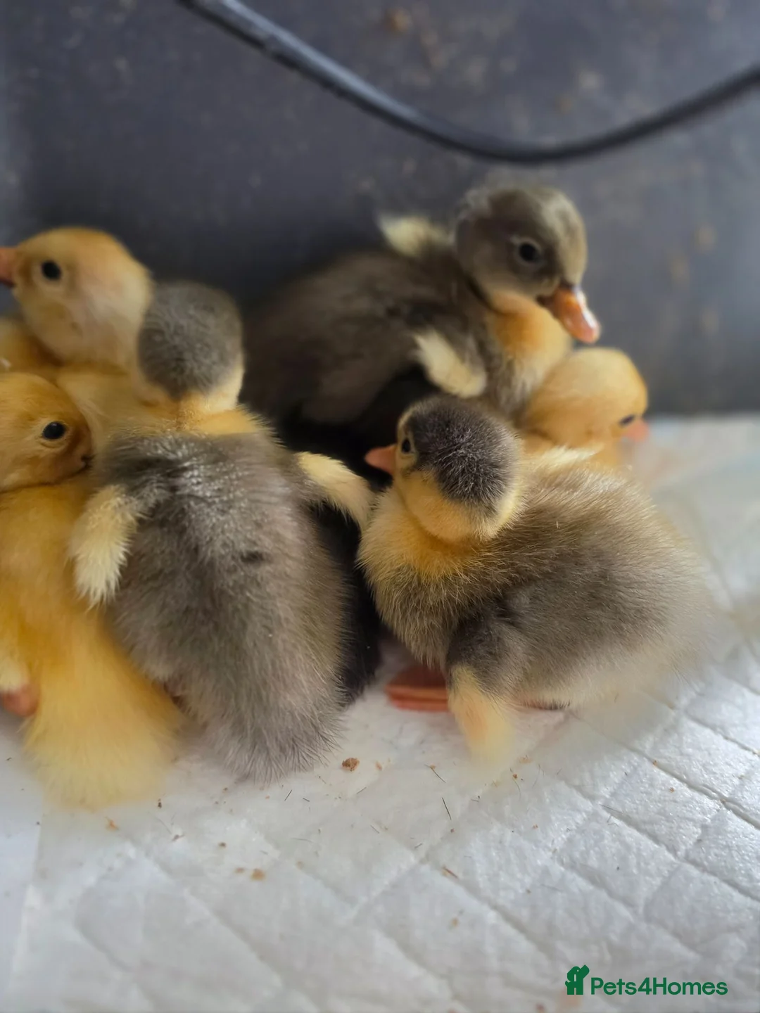 Ducks poultry for sale: Indian Runner ducklings - Advert 2