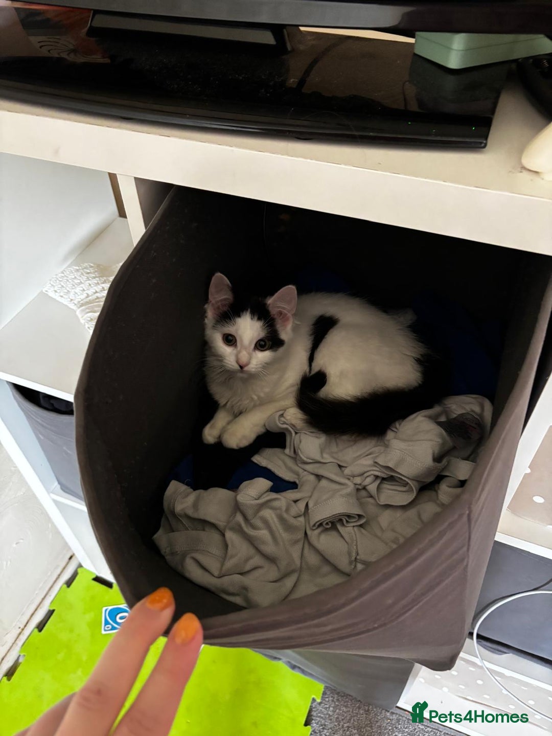 British Longhair cats for sale: Urgently Rehoming 2 beautiful cats - Image 7