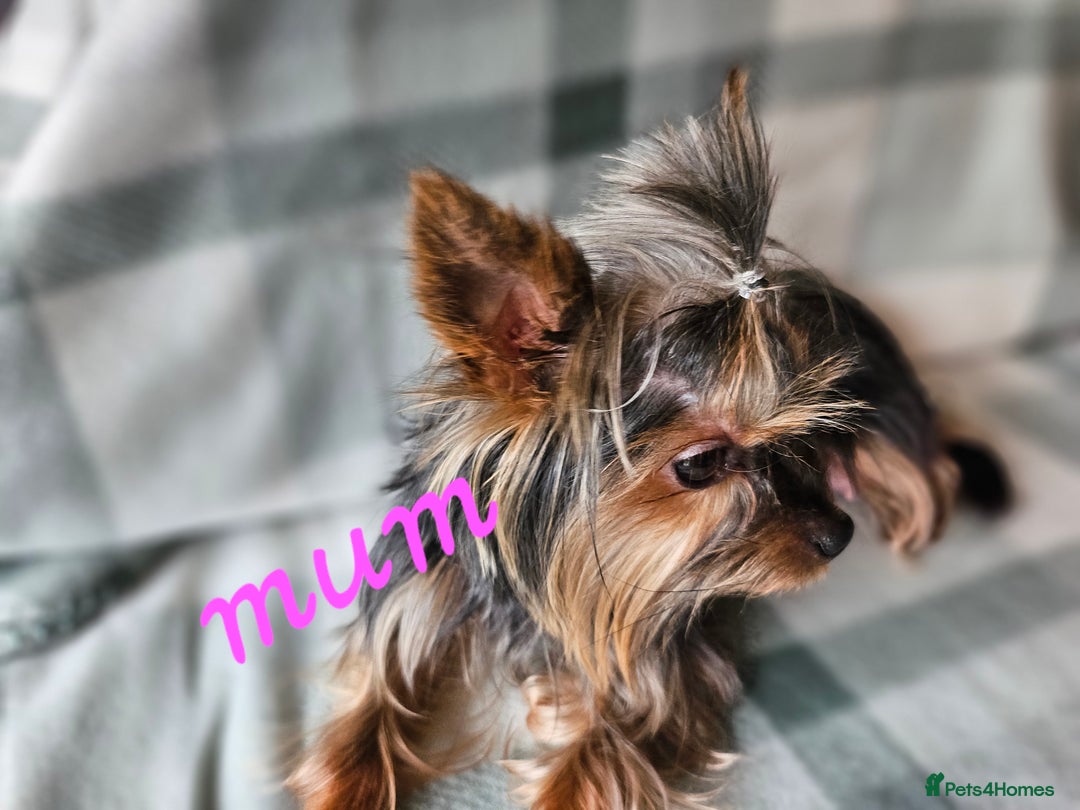 Yorkshire Terrier dogs for sale: miniature toy yorkie pups - Image 6