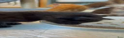 Maine Coon cats for sale: Beautiful Maine coon kittens - Advert 4