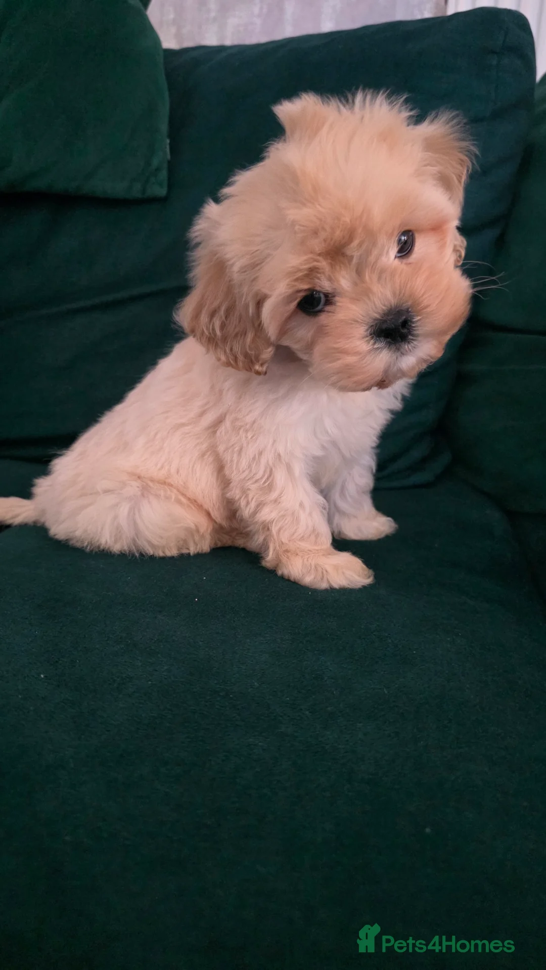 Maltipoo dogs for sale: Tiny Maltipoo boy - Advert 8