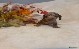 Miniature Dachshund dogs for sale: Miniature Daschunds  - Image 2