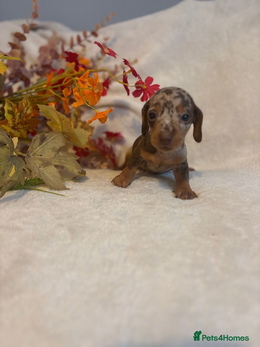 Miniature Dachshund dogs for sale: Miniature Daschunds  - Image 2