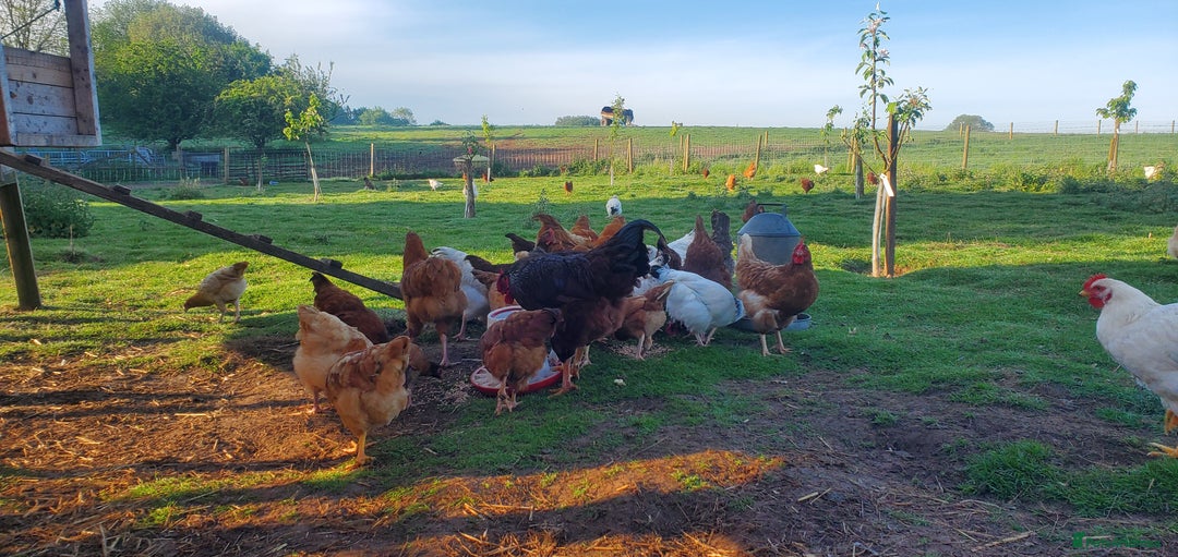 Chickens poultry for sale: 5 to 8 weeks old Pullets of Various Breeds - Image 3