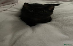 British Shorthair cats for sale: black kitten - Image 1