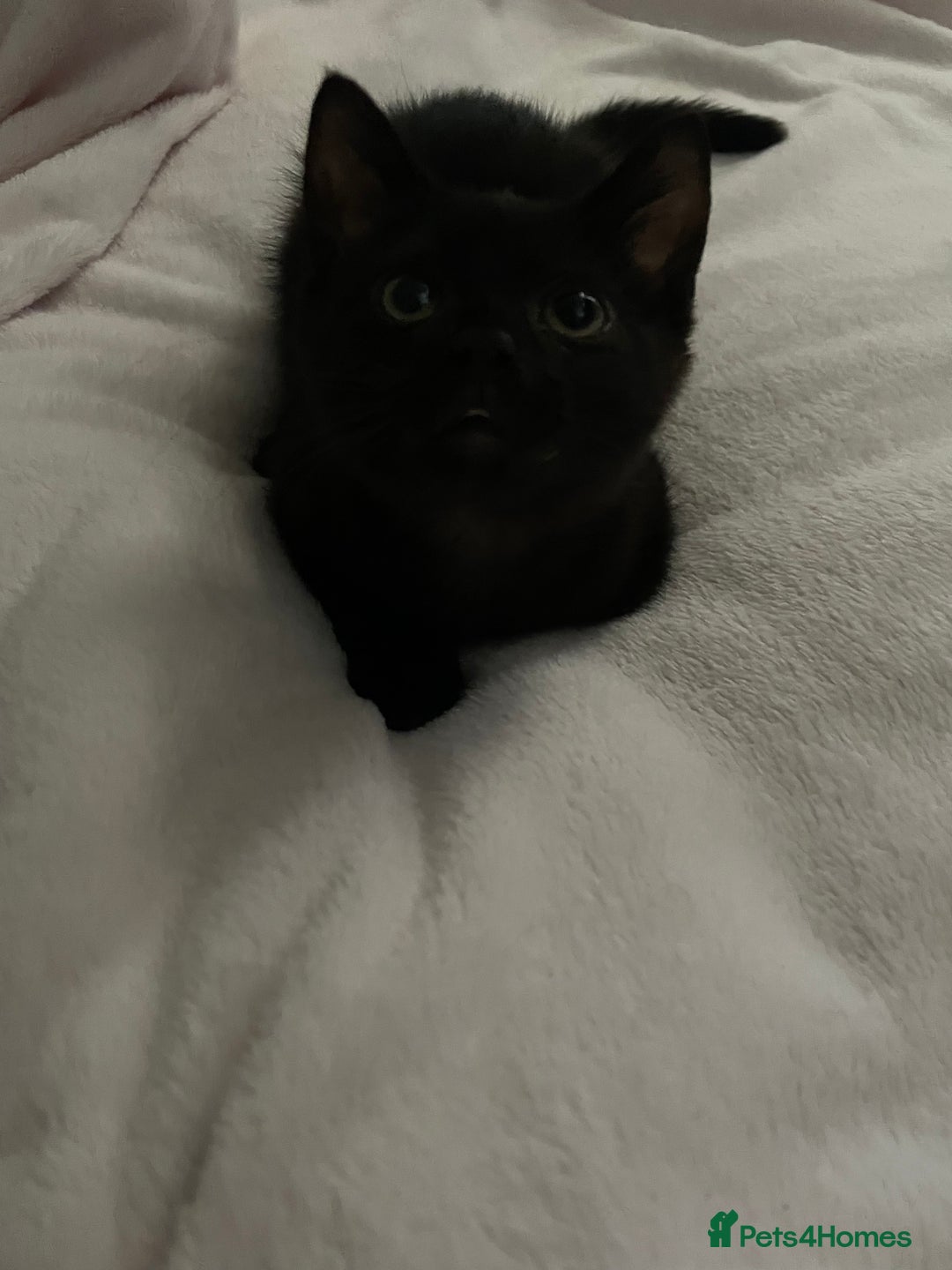 British Shorthair cats for sale: black kitten - Image 1