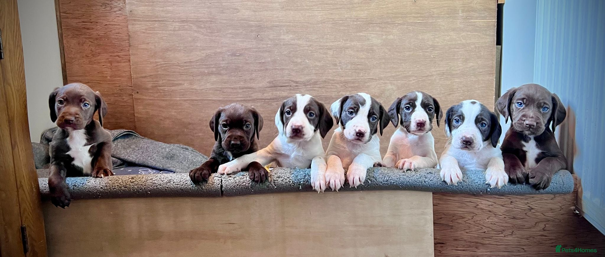 Mixed Breed dogs Sprockador puppies  - Advert 1