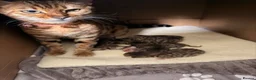 Bengal cats for sale: Bengal kittens in Chelmsford - Advert 3