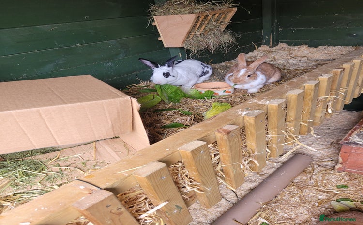 Rex rabbits - Advert 1