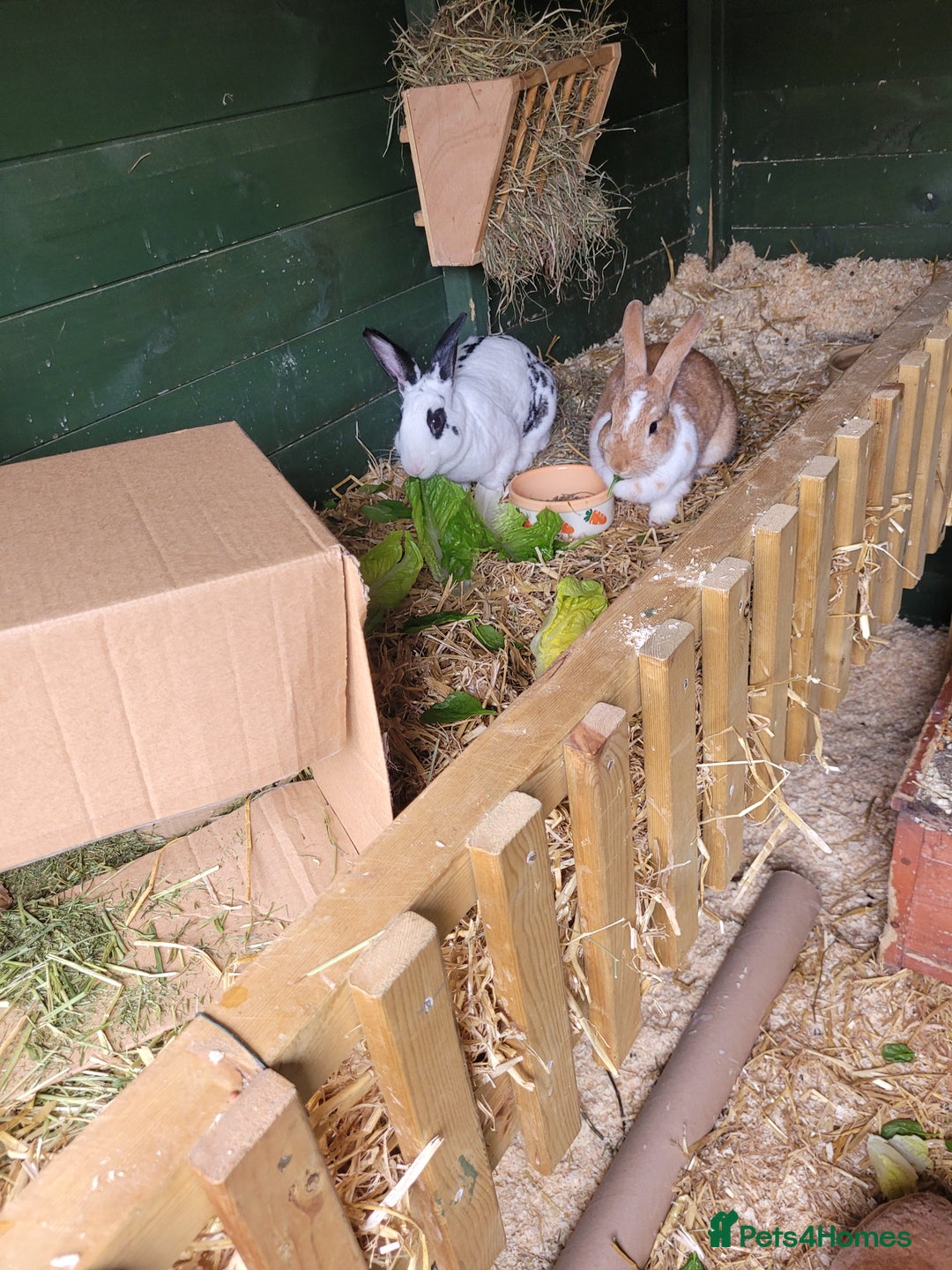 Rex rabbits for sale: Rehoming due to owners ill health - Image 1