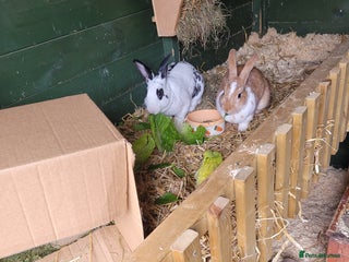 Rex rabbits - Advert 1