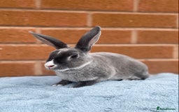 Rex rabbits for sale: Female & male mini rex rabbit kits VIENNA - Image 5