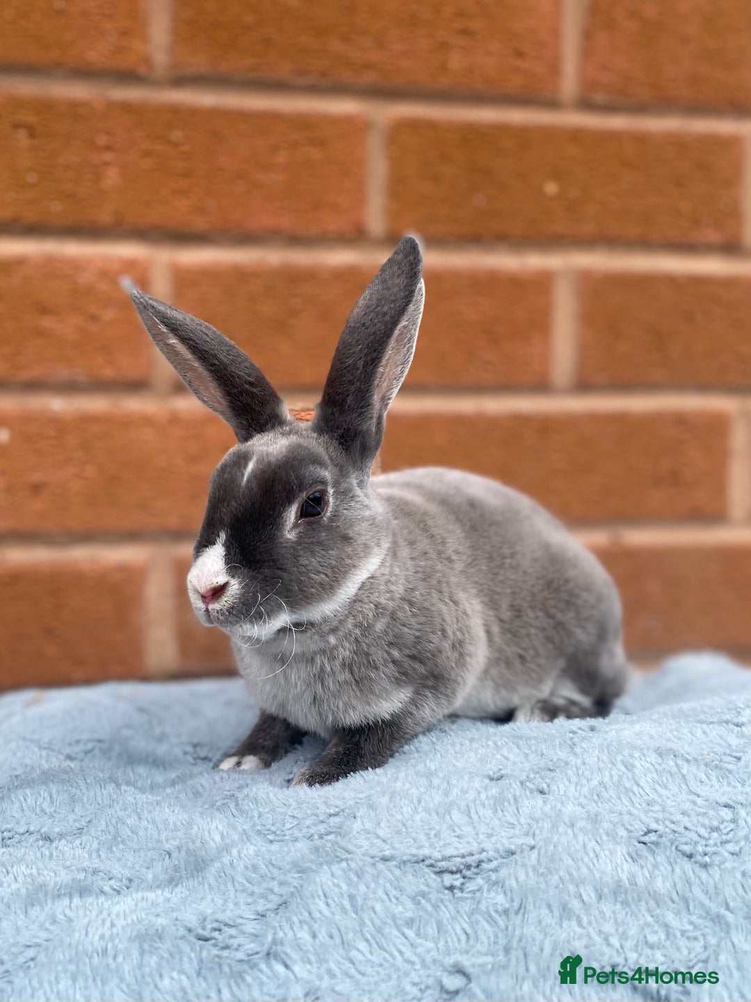 Rex rabbits for sale: Female & male mini rex rabbit kits VIENNA - Image 5