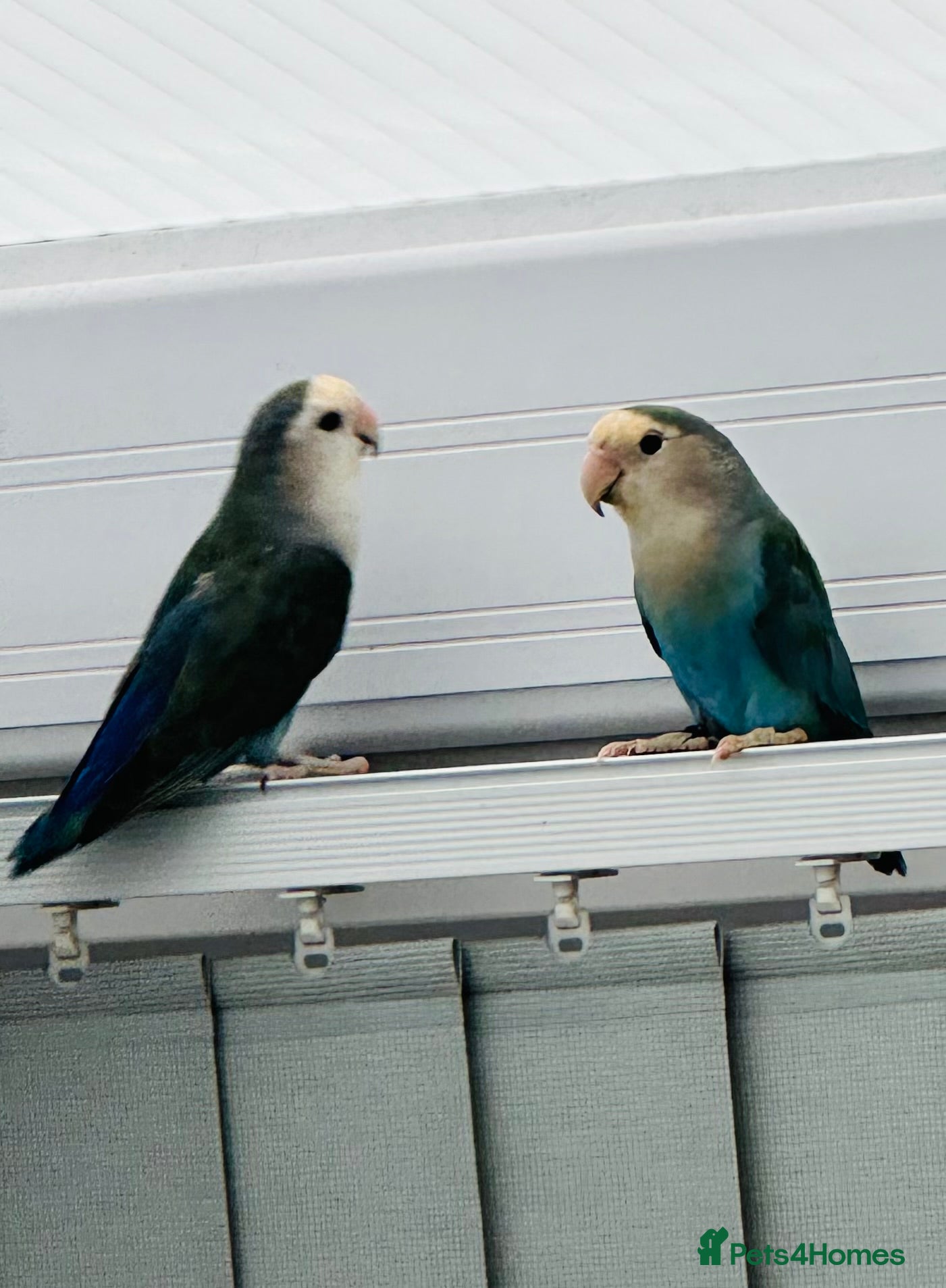 Lovebirds birds Beautiful Pair of lovebirds  - Advert 9