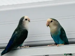 Lovebirds birds Beautiful Pair of lovebirds - Advert 9