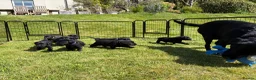 Labrador Retriever dogs for sale: 8 Black Labrador Puppies, superb pedigree in Narberth - Advert 6