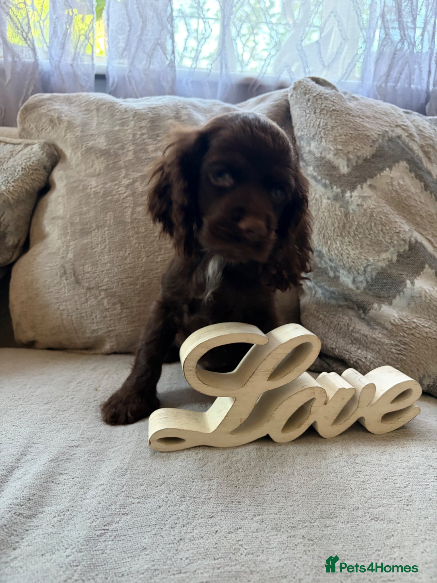 Mixed Breed dogs American Cocker Spaniel puppies - Advert 2