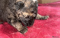 German Shepherd dogs for sale: Stunning long  German Shepherd puppies gsd pups  - Image 4