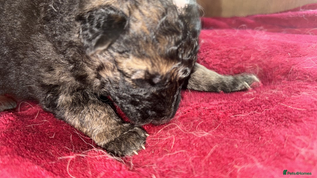 German Shepherd dogs for sale: Stunning long  German Shepherd puppies gsd pups  - Image 4
