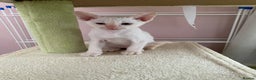 Siamese cats for sale:  Flame point Siamese kittens  - Advert 4