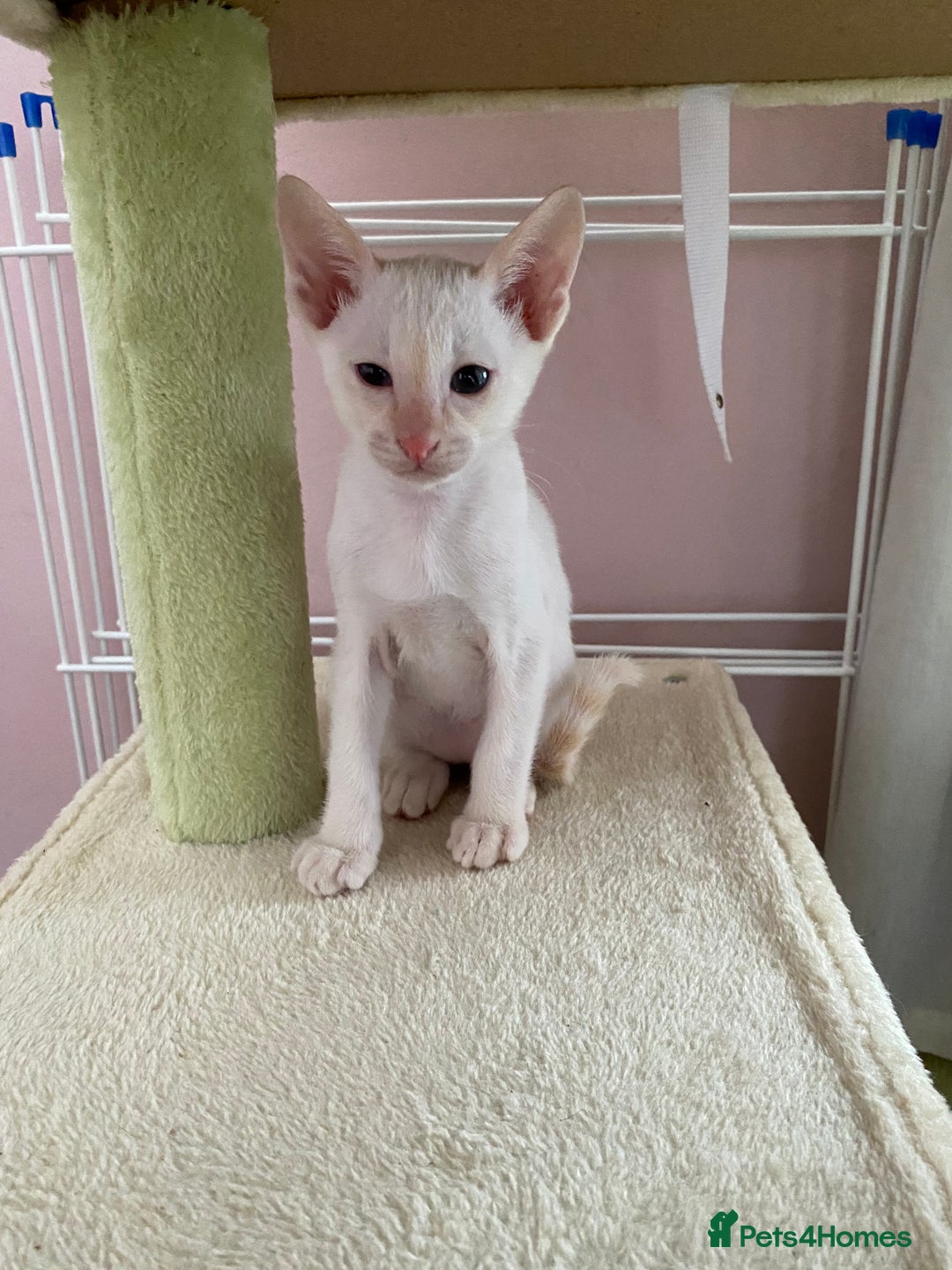 Siamese cats for sale:  Flame point Siamese kittens  - Advert 4