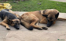 Mixed Breed dogs for adoption: Sikah is looking for her forever home  - Image 4