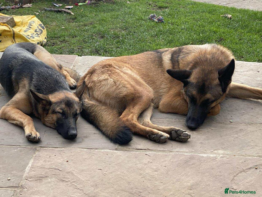 Mixed Breed dogs for adoption: Sikah is looking for her forever home  - Image 4