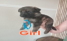 German Shepherd dogs for sale: 💥 chunky German Shepherd's 💥 - Image 9