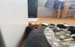 Cavalier King Charles Spaniel dogs for sale: 2 Cavalier king Charles puppies left - Image 23