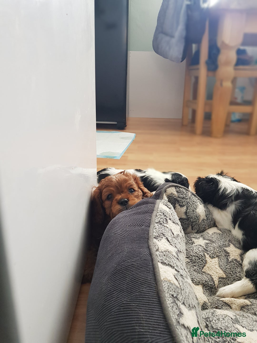 Cavalier King Charles Spaniel dogs for sale: 2 Cavalier king Charles puppies left - Image 23