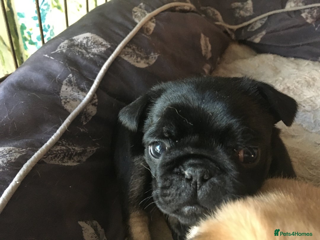 Pug dogs for sale: Platinum pug girls vaccinated Insured microchipped - Image 10
