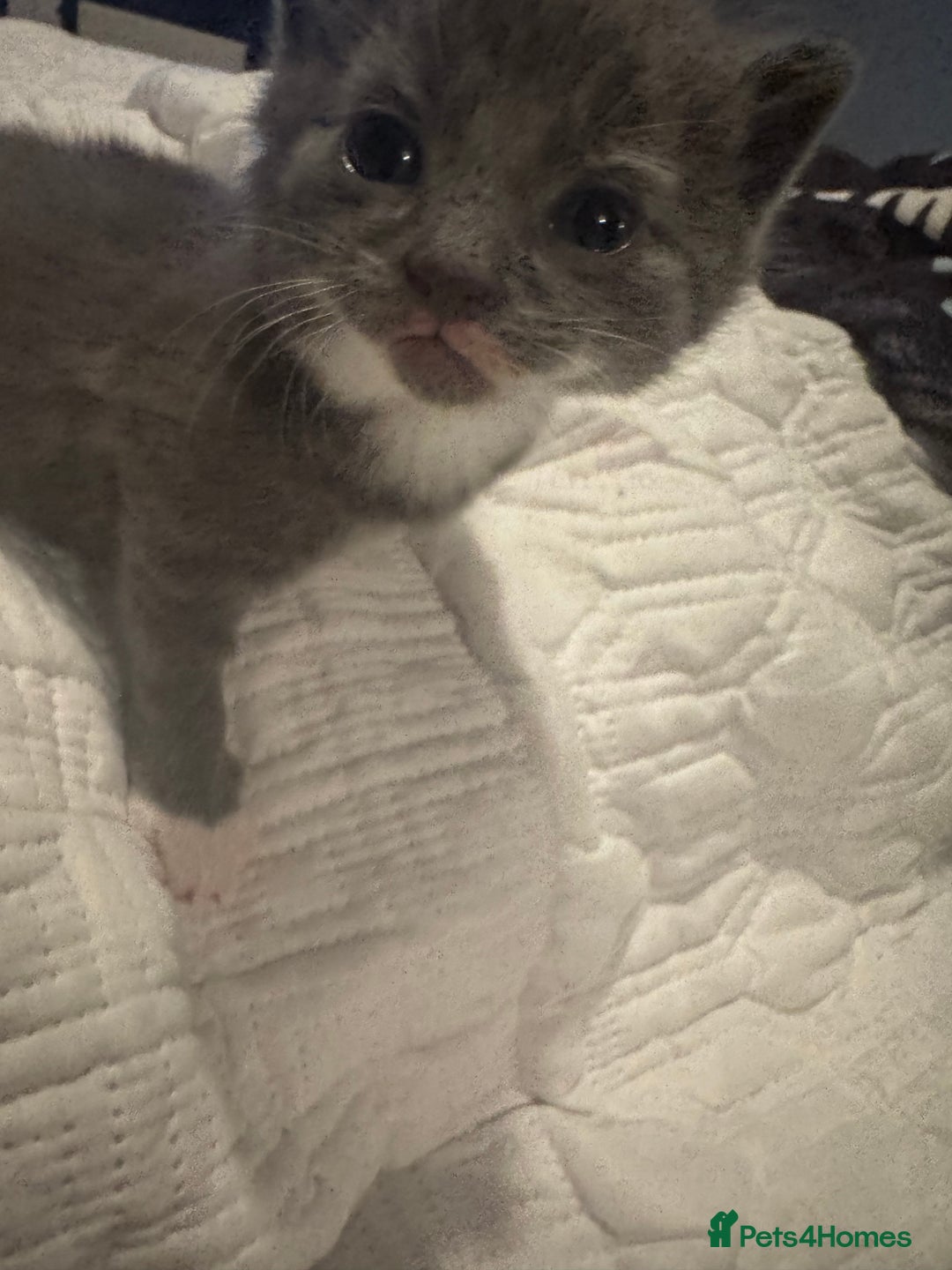 Mixed Breed cats for sale: 4 kittens  - Image 1