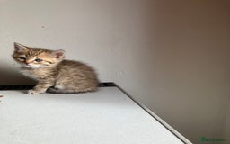 Scottish Fold cats for sale: 1 fold 2 straight Scottish darlings  - Image 34