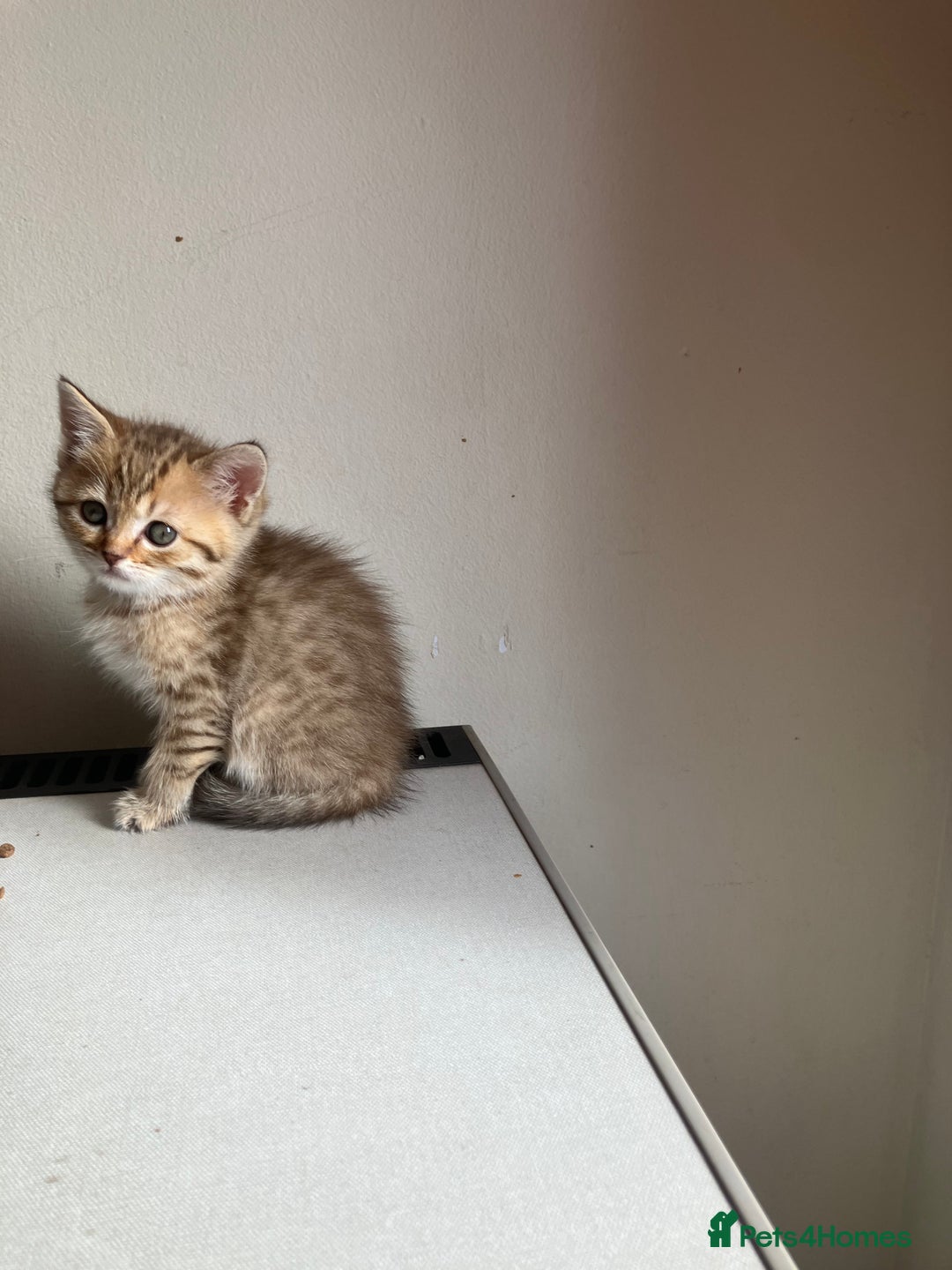 Scottish Fold cats for sale: 1 fold 2 straight Scottish darlings  - Image 34