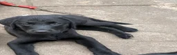 Labrador Retriever dogs for sale: Mixed litter black and blonde Labrador puppies  - Advert 32
