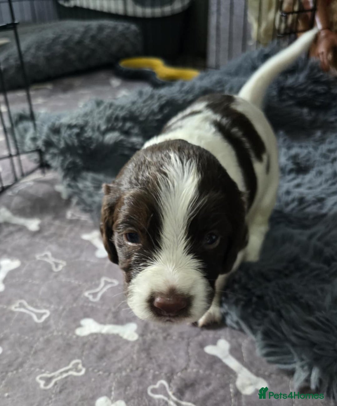 English Springer Spaniel dogs for sale: Stunning Pedigree Registered Pups - Image 3