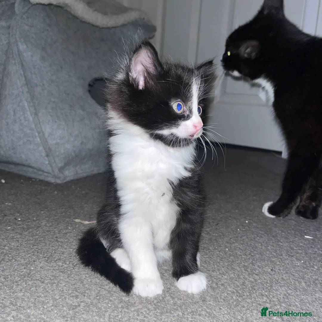 Mixed Breed cats for sale: Heart-Melting Kittens Ready for Forever Homes - Advert 2