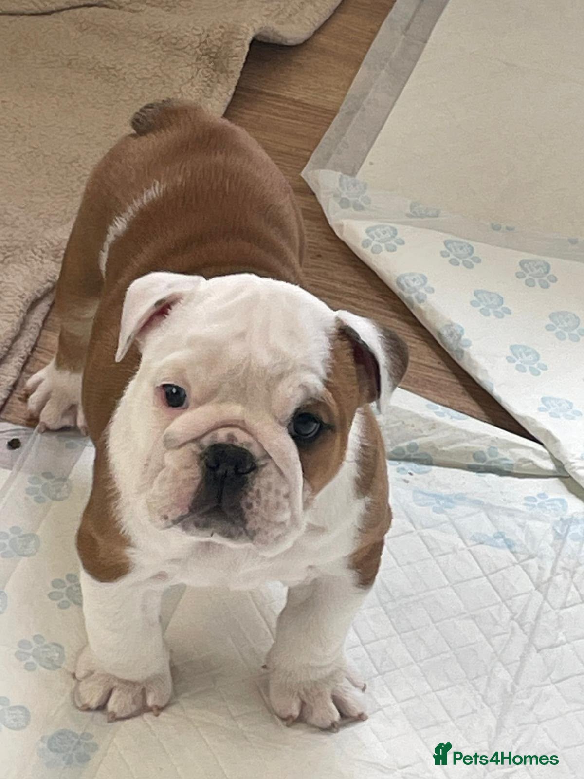 English Bulldog dogs  KC British Bulldog female puppy for sale - Advert 1