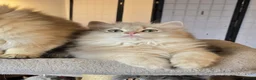 British Longhair cats for sale: Gorgeous British Longhair, last boy Ay11–TICA Reg. - Advert 3