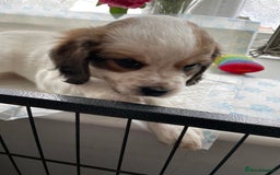 Cavapoo dogs for sale: Beautiful Cavapoo puppies - Image 8