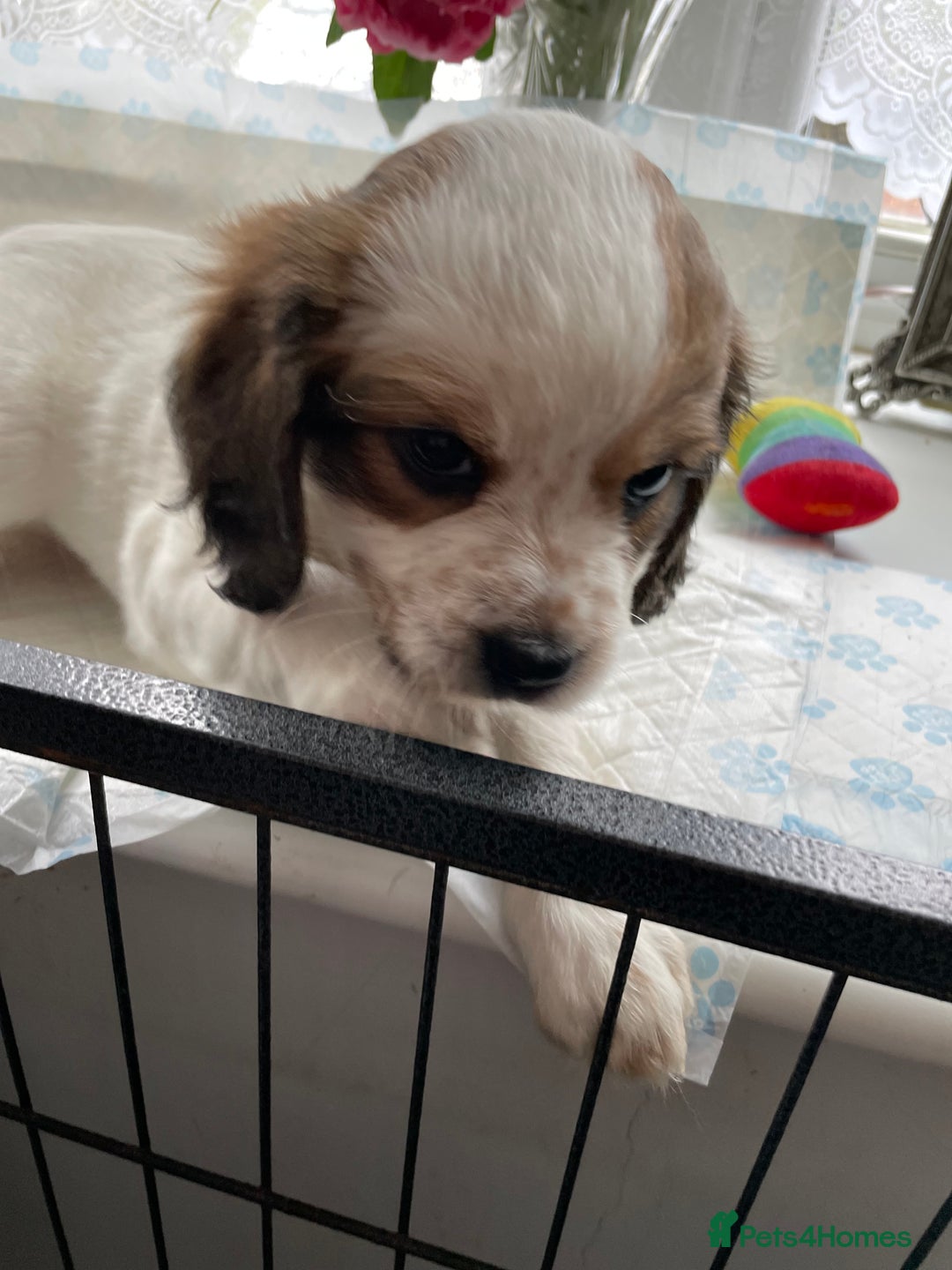 Cavapoo dogs for sale: Beautiful Cavapoo puppies - Image 8